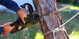 Trusted Caddo Mills, TX Tree Removal Services Experts